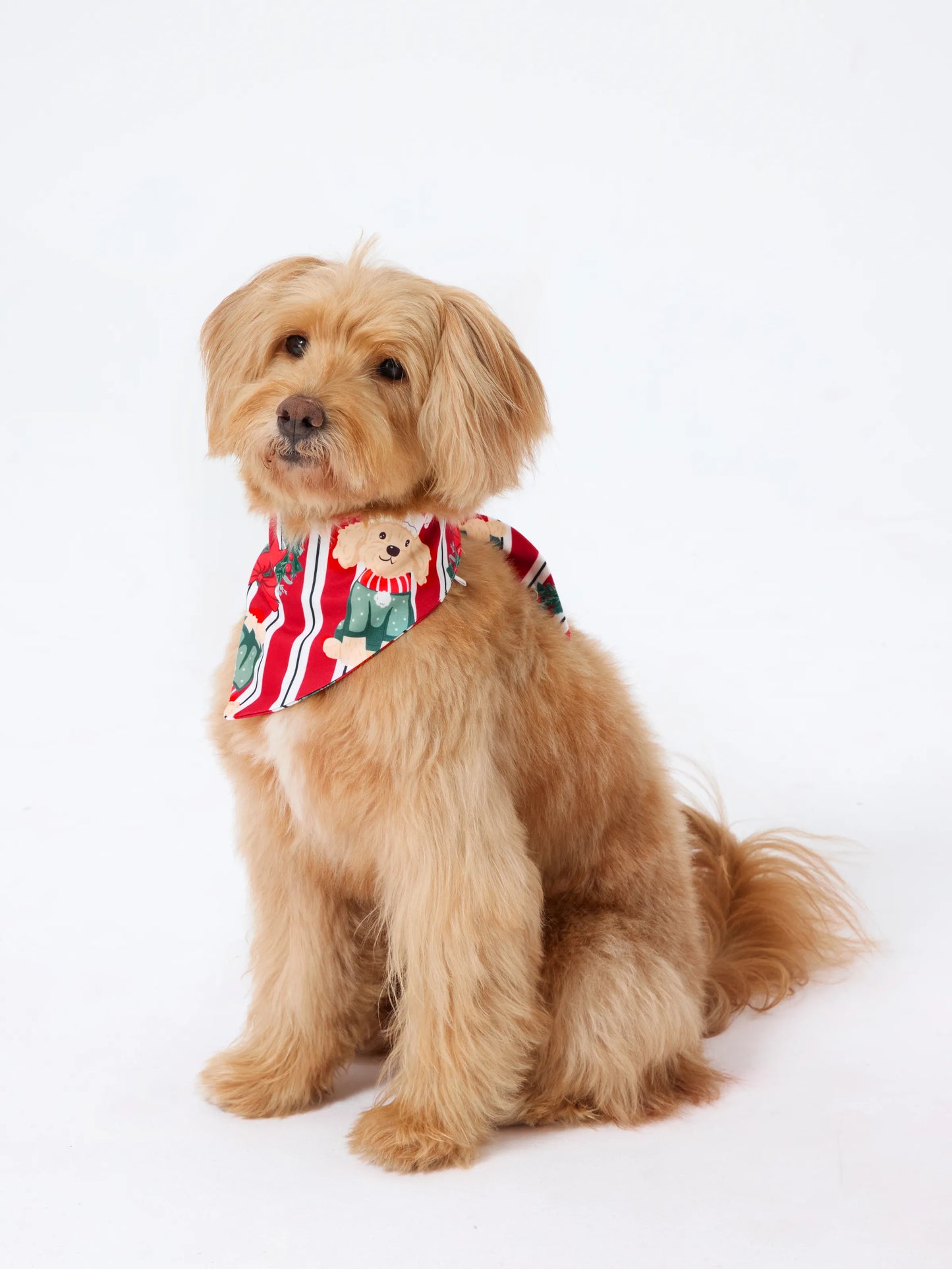 Conjunto de Pijamas Coordenados para a Família no Natal com Estampa de Cãozinho Vermelhos